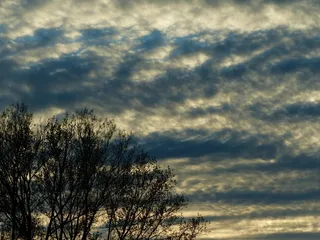 天空，云团，树木，云层形成，心情，涵盖