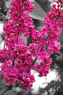 花，颜色，盛开，性质，春天