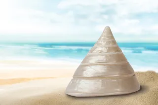 海蜗牛，瓜叶菊，Tro科，蜗牛，贝壳，海