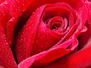 玫瑰，露水，水，红色，花瓣，花