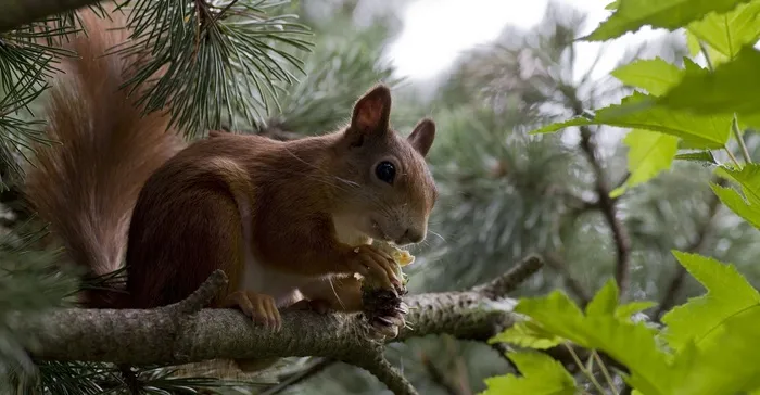 松鼠，夏天，花园，Possierlich，生物