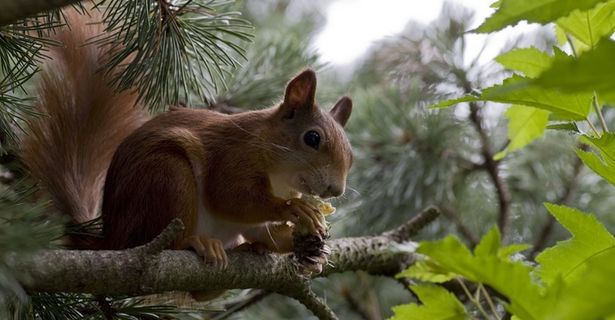 松鼠，夏天，花园，Possierlich，生物