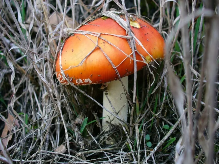 蘑菇，自然，森林，叶子，秋季，青苔