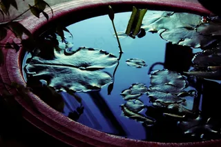 锅，反射，叶子，植物，水，器具，闪亮