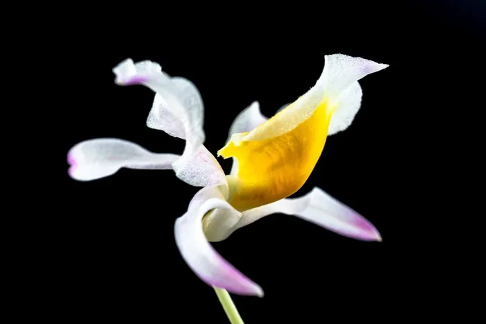 野生兰花，兰花，花，开花，盛开