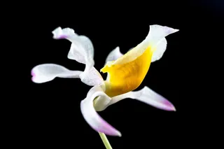 野生兰花，兰花，花，开花，盛开