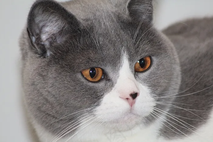猫，肖像，猫脸，表情，注意