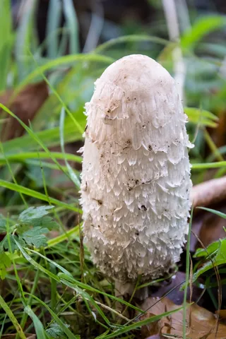 番茄，蘑菇，芦笋蘑菇，秋季，草地