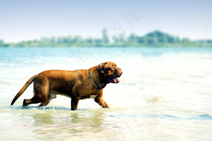 波尔多，狗，德，Dogue，水，泥泞，湖泊风景，沐浴
