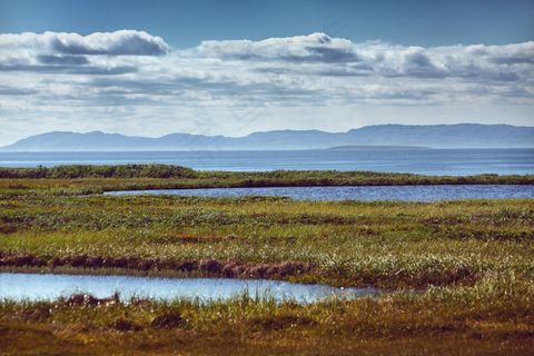 湖，沼泽，水，景观，自然，草