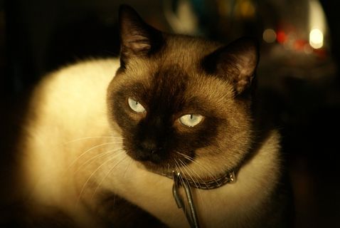 猫，看，神秘，宠物