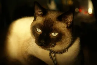 猫，看，神秘，宠物