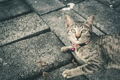 猫，猫屋，灰猫