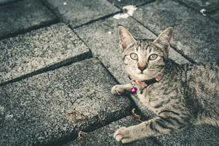 猫，猫屋，灰猫