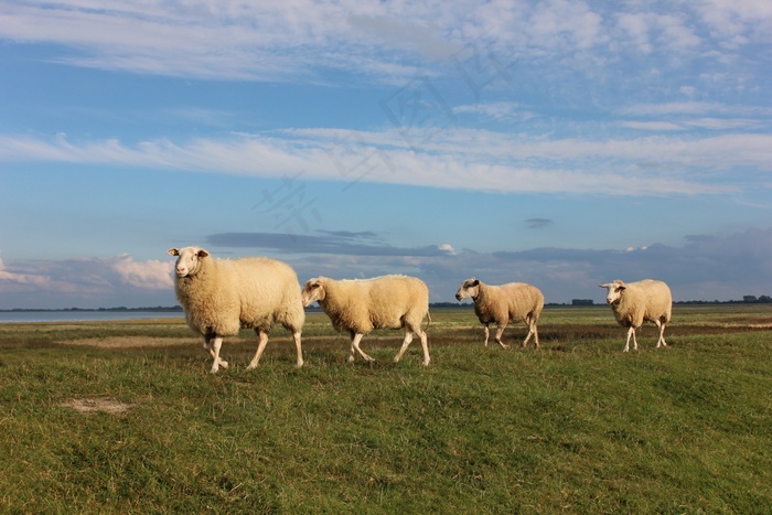 羊，堤，瓦雷尔，北海