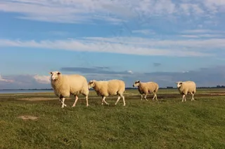 羊，堤，瓦雷尔，北海