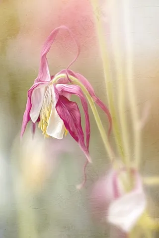 绘画，花的，春天，哥伦拜恩，盛开，植物