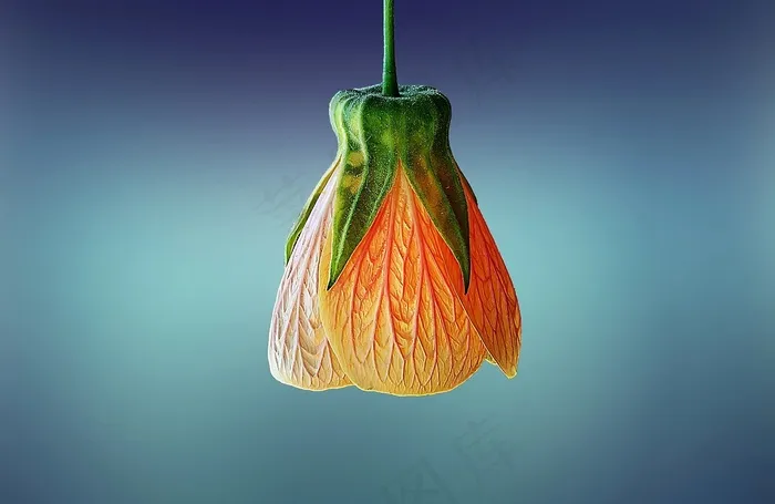 金铃花,灯笼花,花苘麻,悬铃花,多被银莲花,芽在蓝色背景上的观察镜头