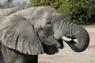 博茨瓦纳，大象，乔贝