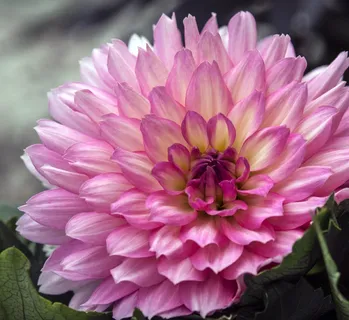 大丽花,花,粉红色,花的,花瓣,盛开,植物 大丽花,花,粉红色,花的,花瓣,盛开,植物