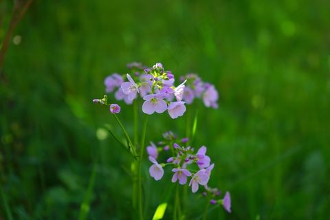 工作服，鲜花，浅紫色，紫色