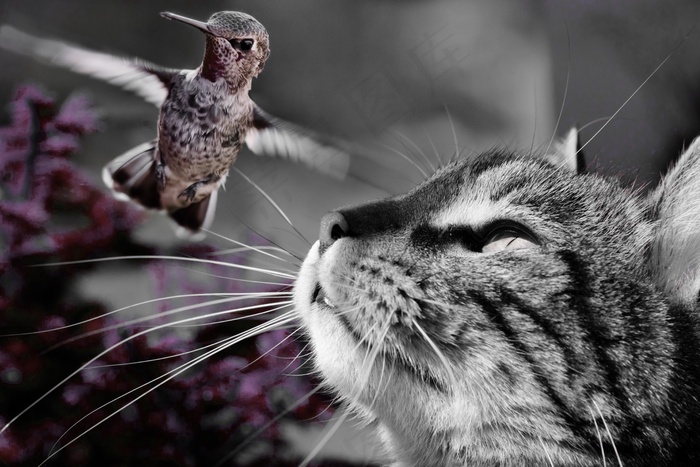 猫，鸟，狩猎，猎物，性质，动物，科利布里