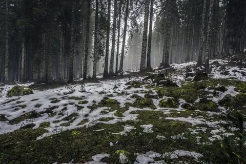 冰雪,白桦,树,瀑布,松林,雪融化自然森林