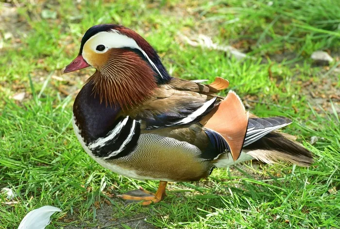 Du，鸭，鸟，全身羽毛，艾克斯Galericulata