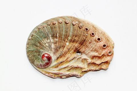 贝壳，蜗牛，关闭，鲍鱼，鲍鱼Schnecke