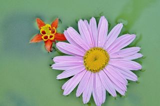 粉红色，红色，花，春天，丁香，多彩，紫色