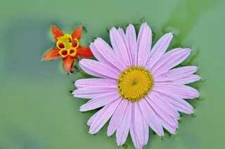 粉红色，红色，花，春天，丁香，多彩，紫色