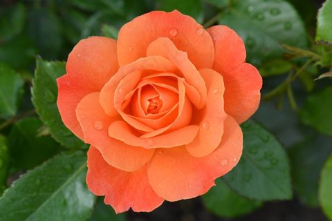 玫瑰，花，自然，宏