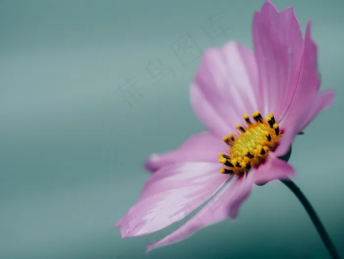 花，雏菊，花瓣，宏，春天，植物，自然