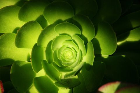 肉质,绿色,植物,自然,植物园,花园 肉质,绿色,植物,自然,植物园,花园