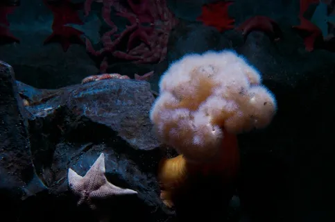 海星,海,海洋,水下,动物,热带 海星,海,海洋,水下,动物,热带