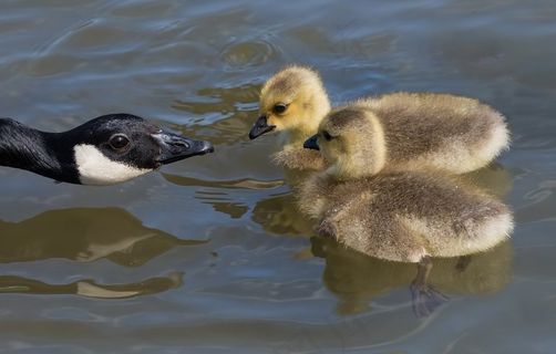 雏鹅听妈妈（探索）