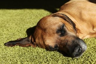 狗，宠物，关注，休息，头，罗得西亚脊背龙