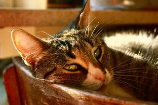 猫，舒适，关注，Schnurrhare，椅子，睡眠，动物