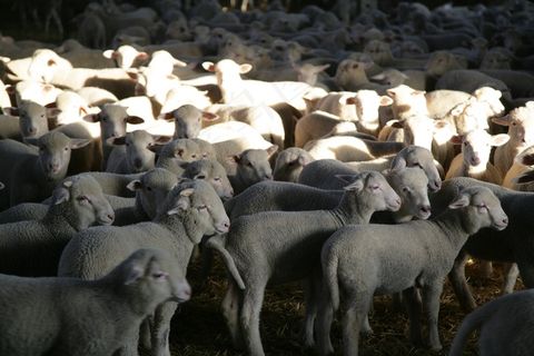 羔羊，绵羊，牲畜