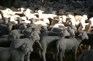 羔羊，绵羊，牲畜
