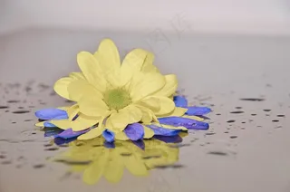 太阳之翼，花，蓝色，白色，黄色