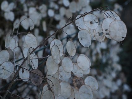 银叶，Lunaria，Silberling，犹大先令