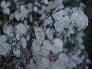 银叶，Lunaria，Silberling，犹大先令