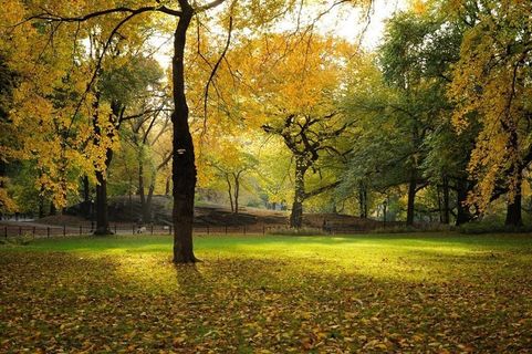 树,枫树,银杏,油画,银杏树,*公园