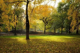 树,枫树,银杏,油画,银杏树,*公园