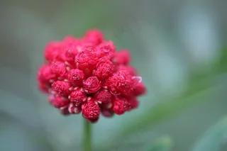 花，红色，春天，植物，性质，成长，户外，生活