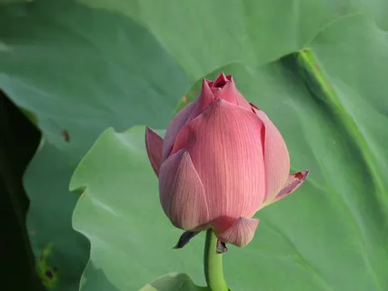 莲花,花,植物,水生植物,池塘,性质,美容 莲花,花,植物,水生植物,池塘,性质,美容
