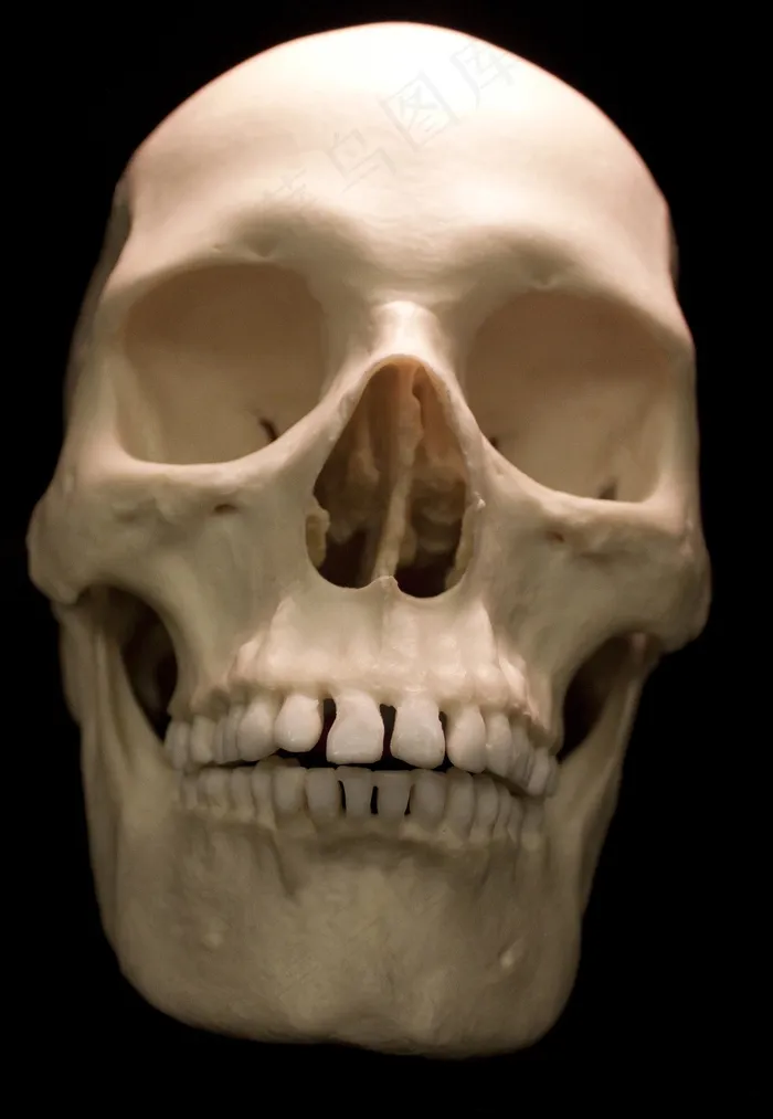 头骨，骨骼，骨头，恐惧，恐怖，死亡