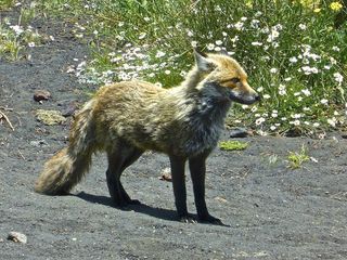 狐狸，北极，野生动物，野生动物，犬，食肉兽
