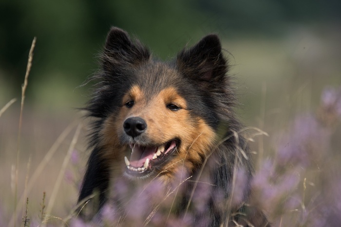 狗，高跷，动物肖像，关闭